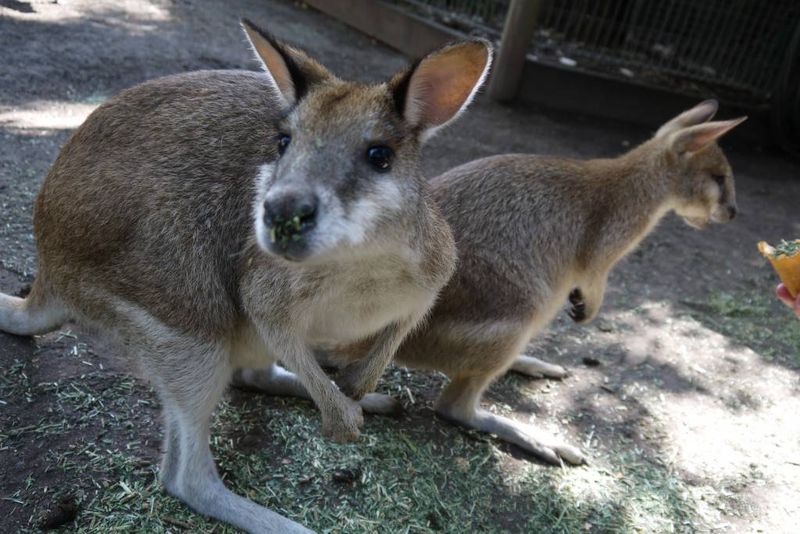 Wallaby at Featherdale Wildlife Park Wallaby at Featherdale Wildlife Park